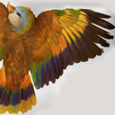 stvincent parrot wing texture image free