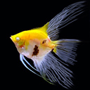 angel fish free texture map