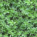 leafy bush game texture map tree