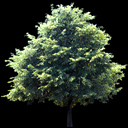 Deciduous Tree texture image